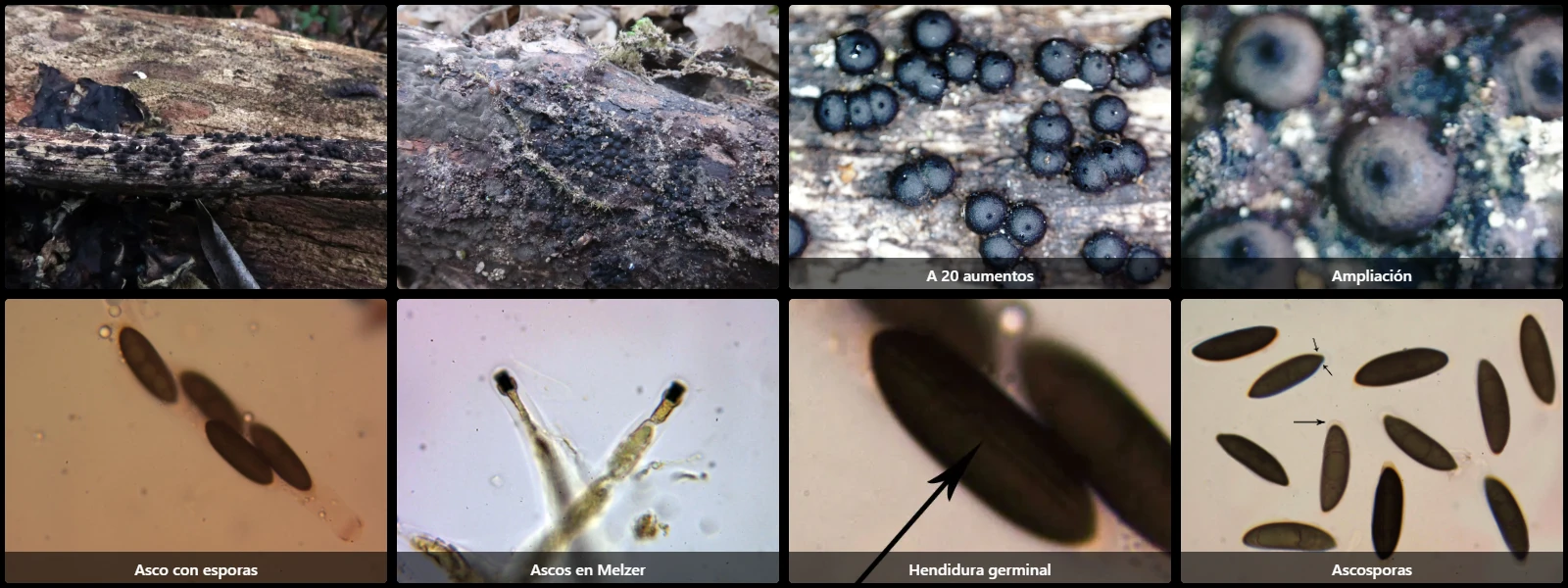 Microscopía de Rosellinia britannica