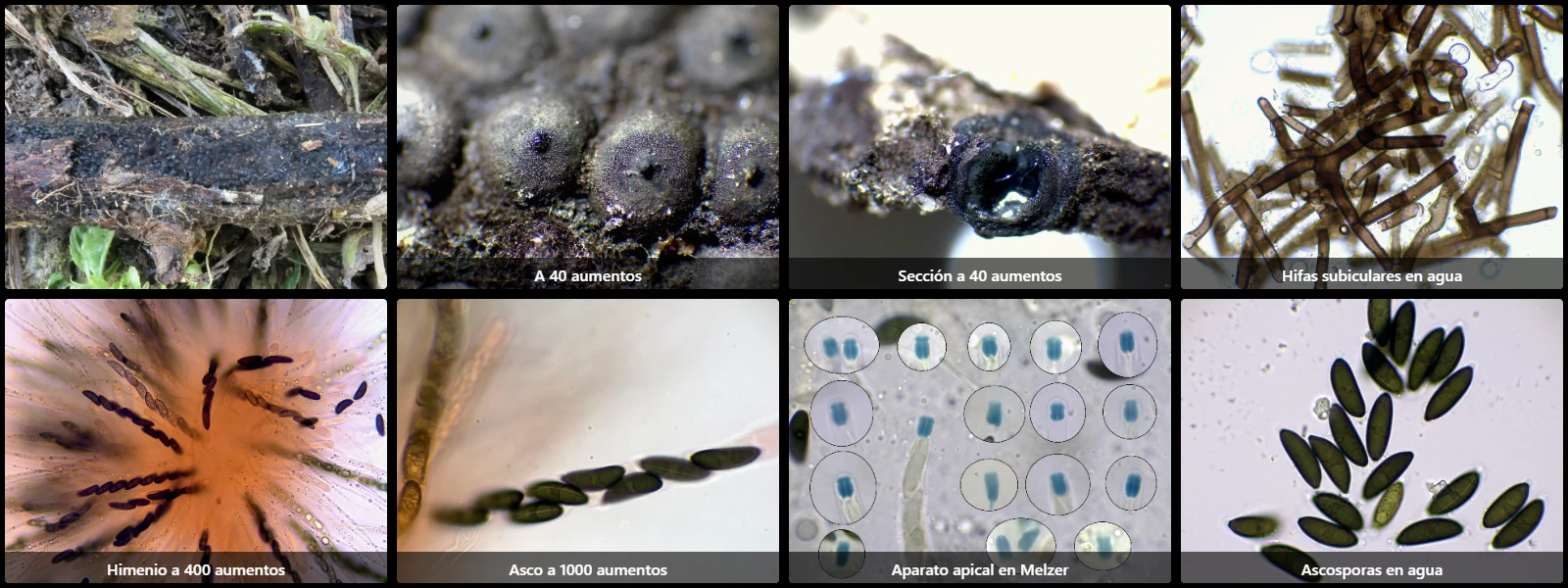 Microscopía de Rosellinia corticium