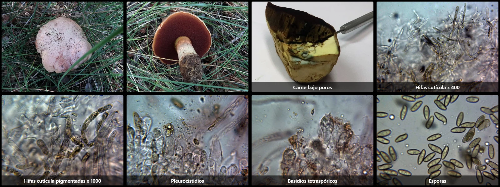 Microscopía de Rubroboletus lupinus