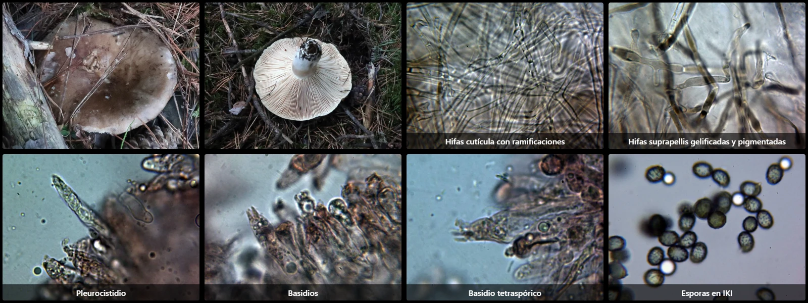 Microscopía de Russula acrifolia