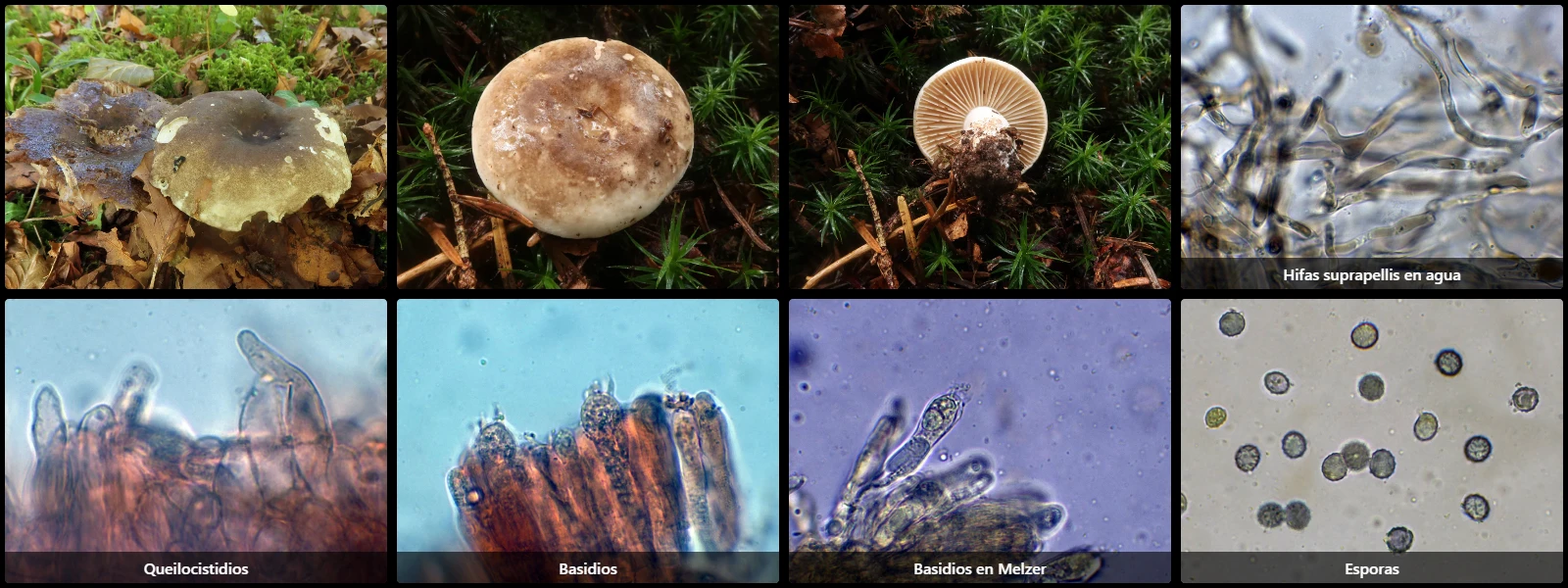Microscopía de Russula adusta
