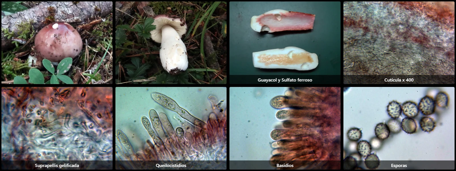 Microscopía de Russula amethystina
