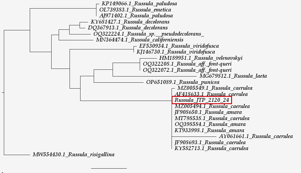 Arbol filogenético.JPG