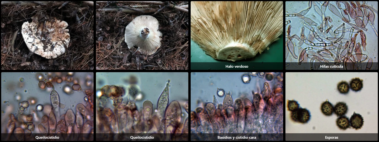 Microscopía de Russula chloroides