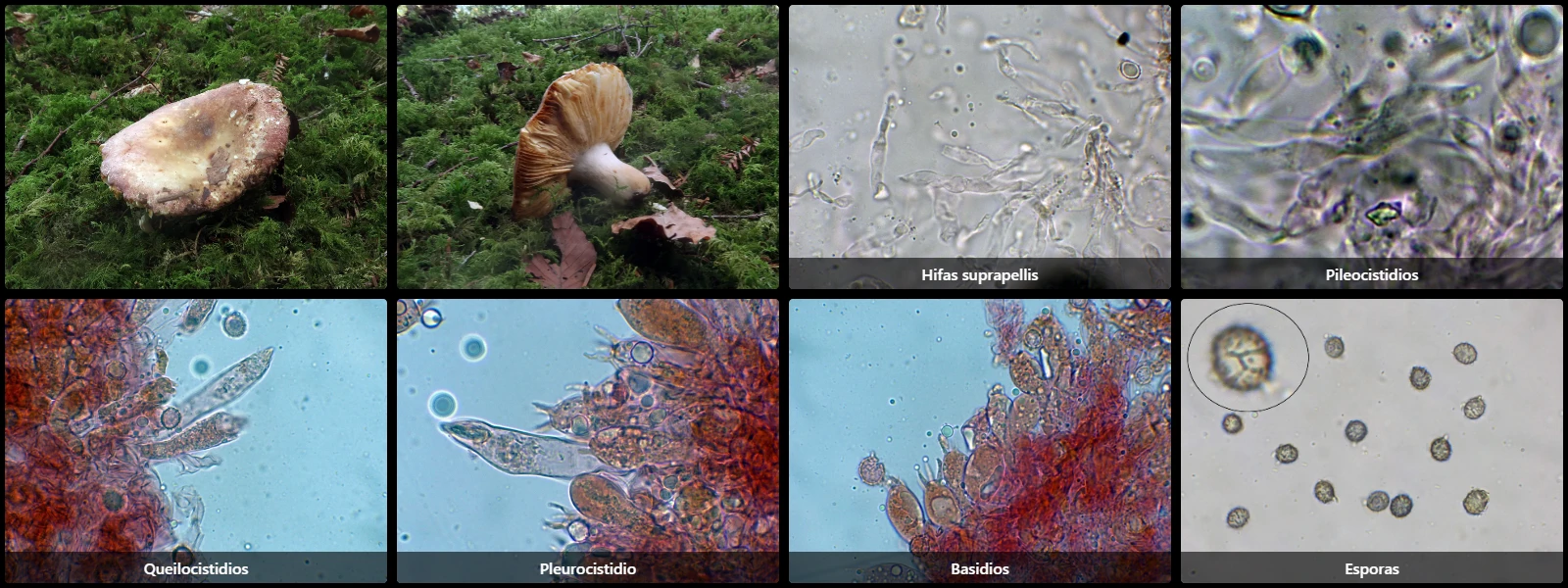 Microscopía de Russula curtipes