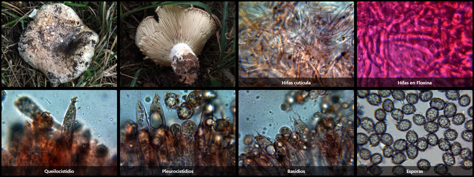 Microscopía de Russula delica
