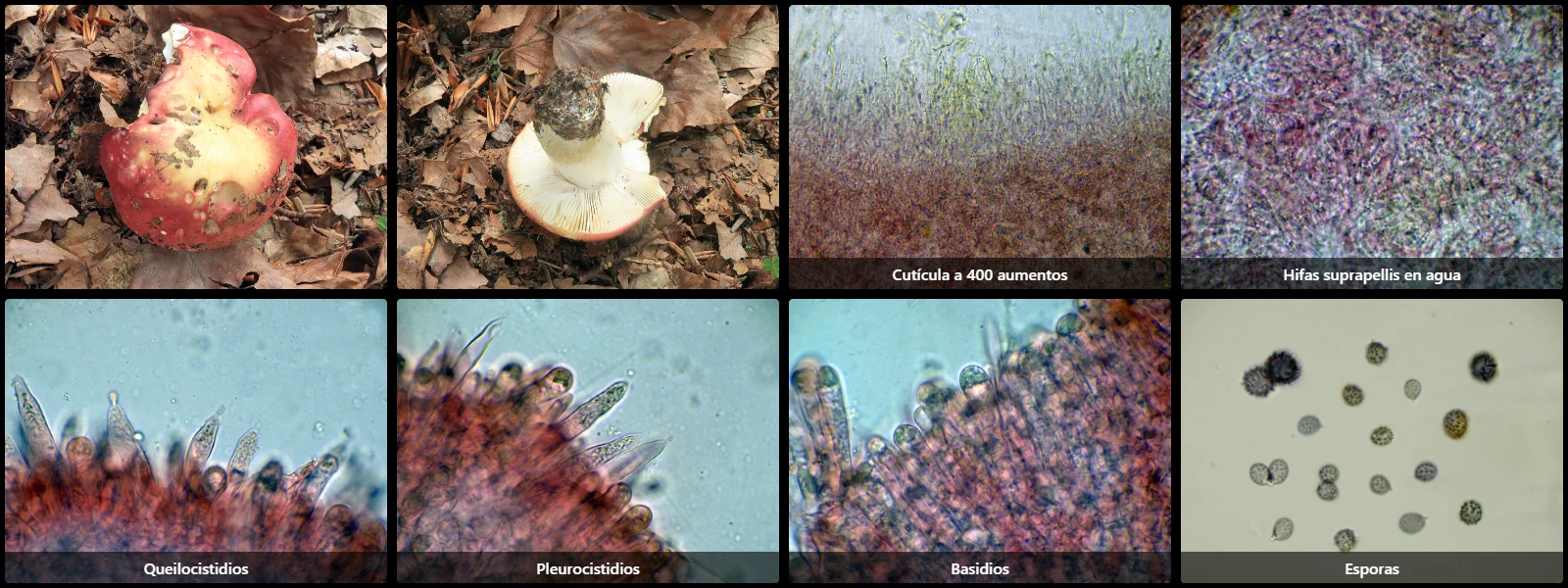 Microscopía de Russula faginea