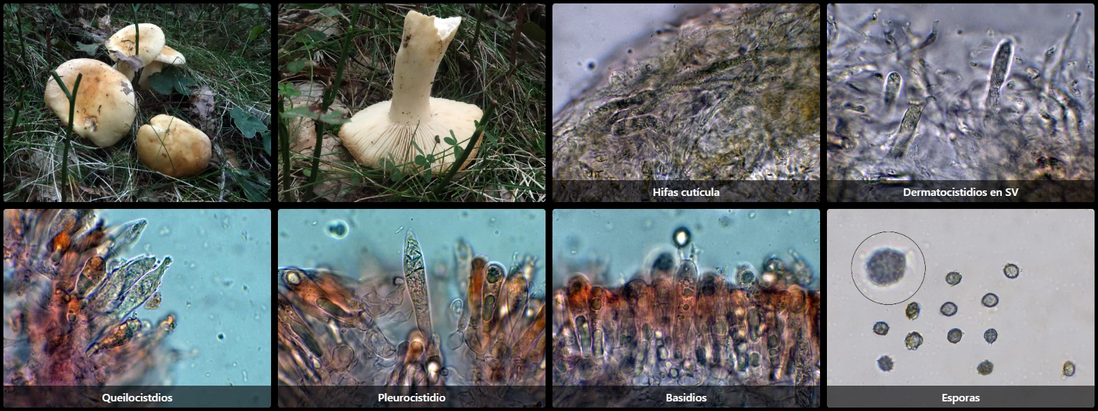 Microscopía de Russula fellea