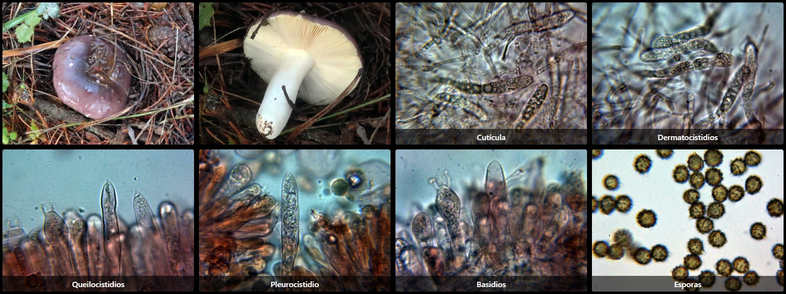 Microscopía de Russula firmula