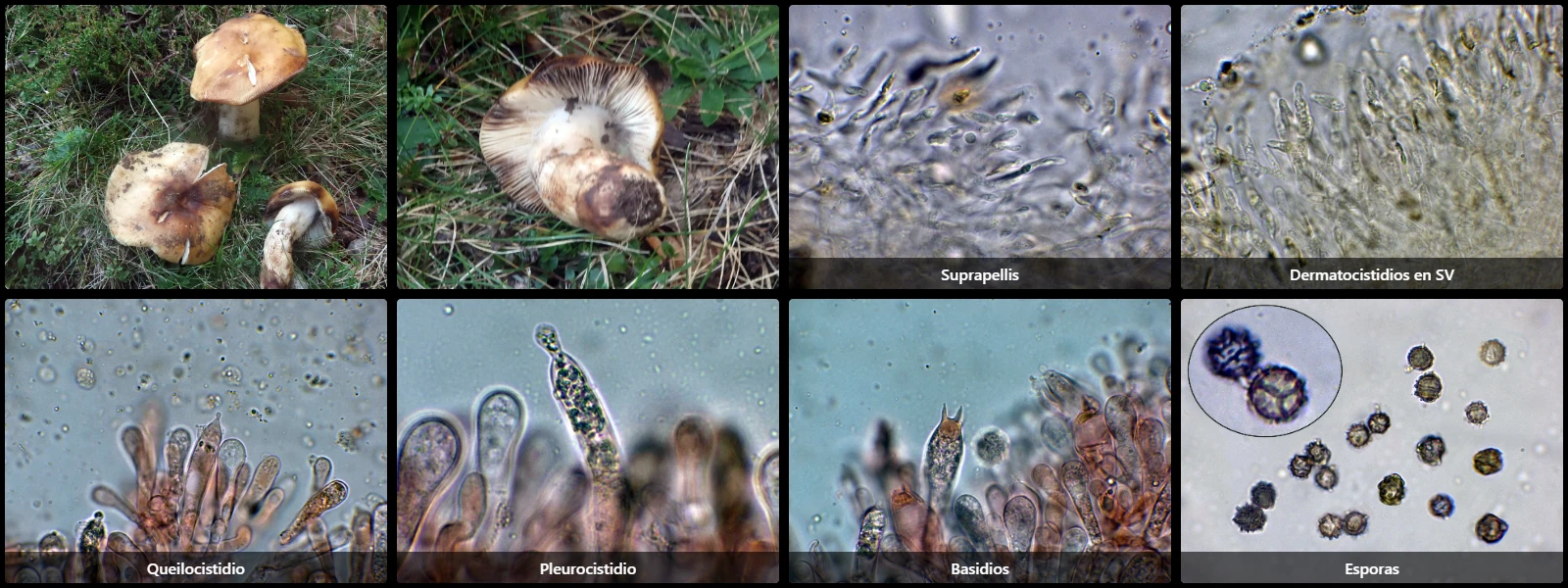 Microscopía de Russula fragrantissima