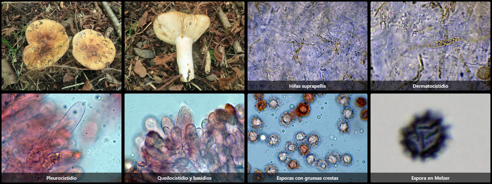 Microscopía de Russula grata