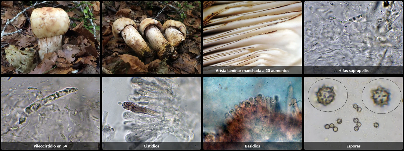 Microscopía de Russula illota