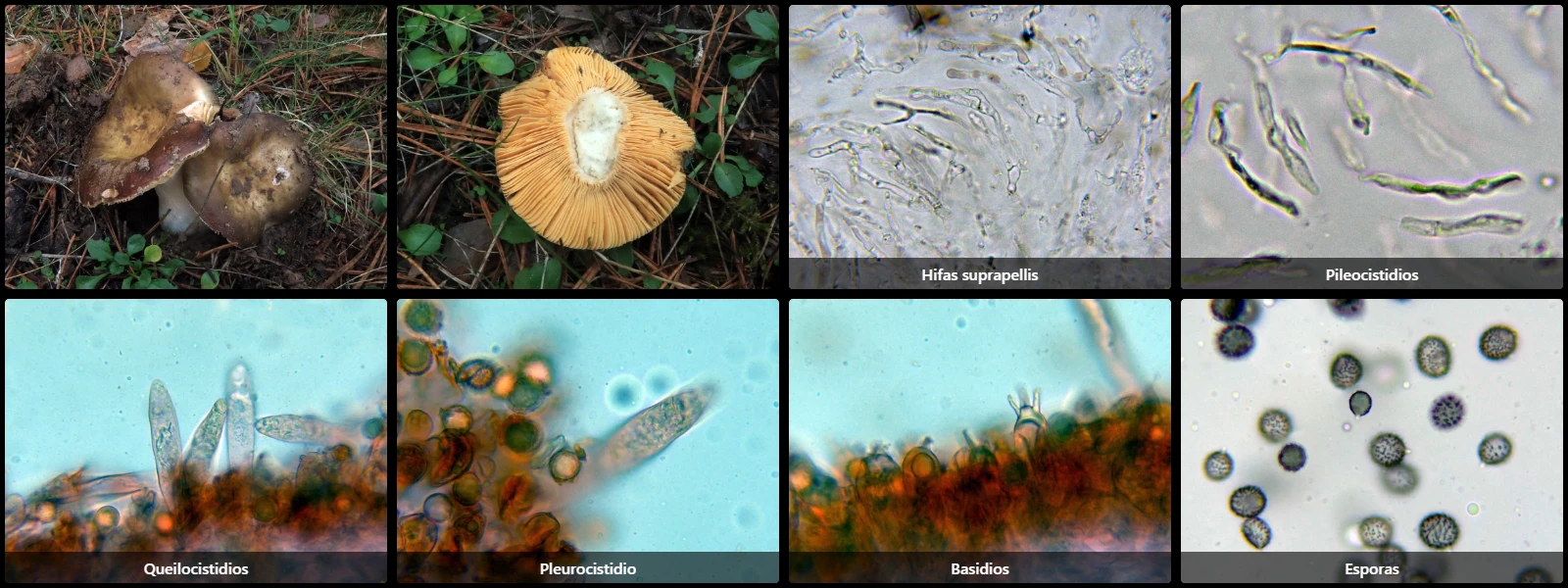 Microscopía de Russula integra