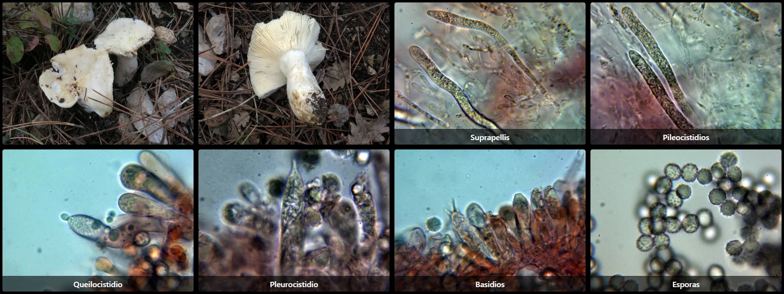 Microscopía de Russula nauseosa