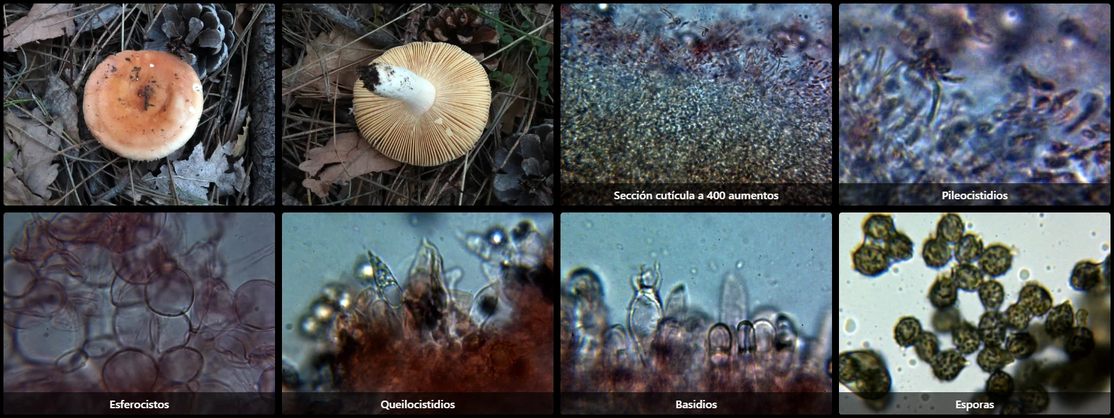 Microscopía de Russula rosea