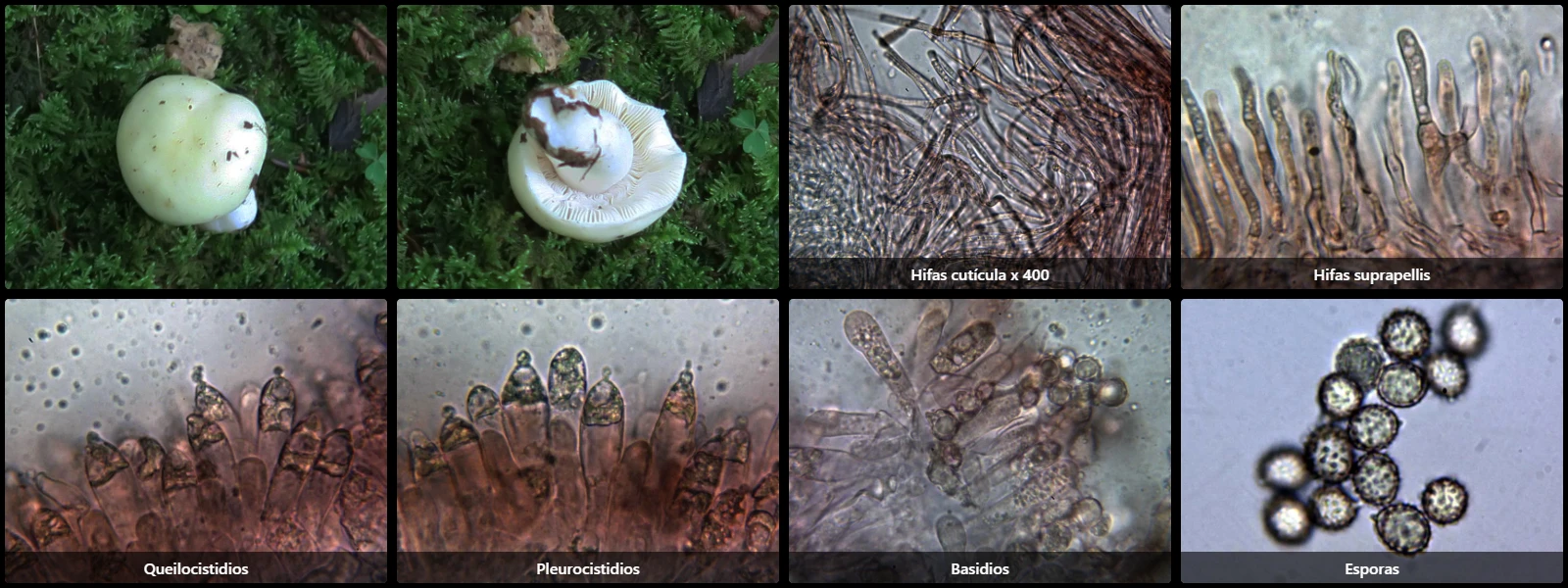 Microscopía de Russula solaris