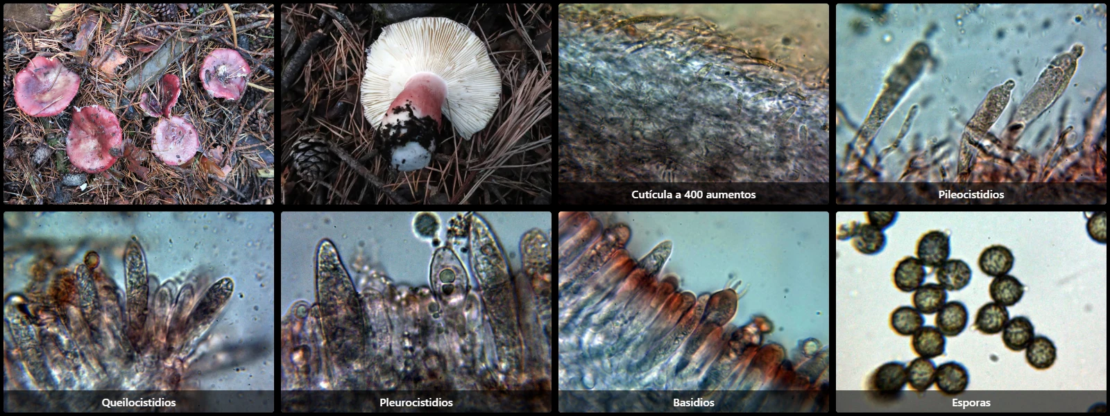 Microscopía de Russula torulosa