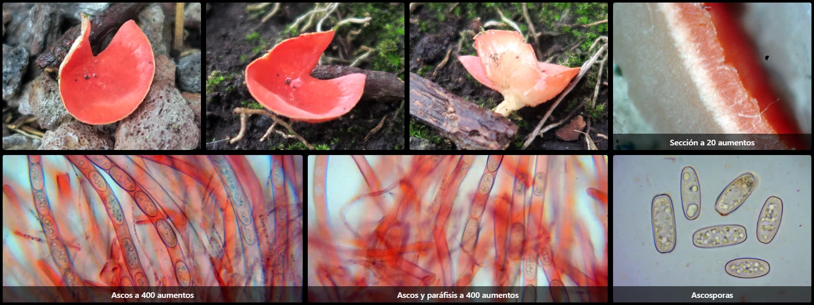 Microscopía de Sarcoscypha austriaca