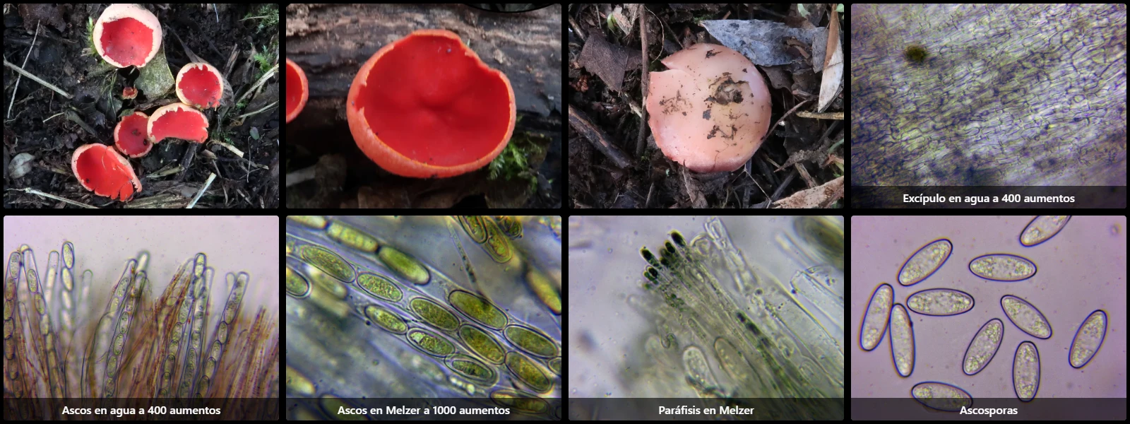 Microscopía de Sarcoscypha coccinea