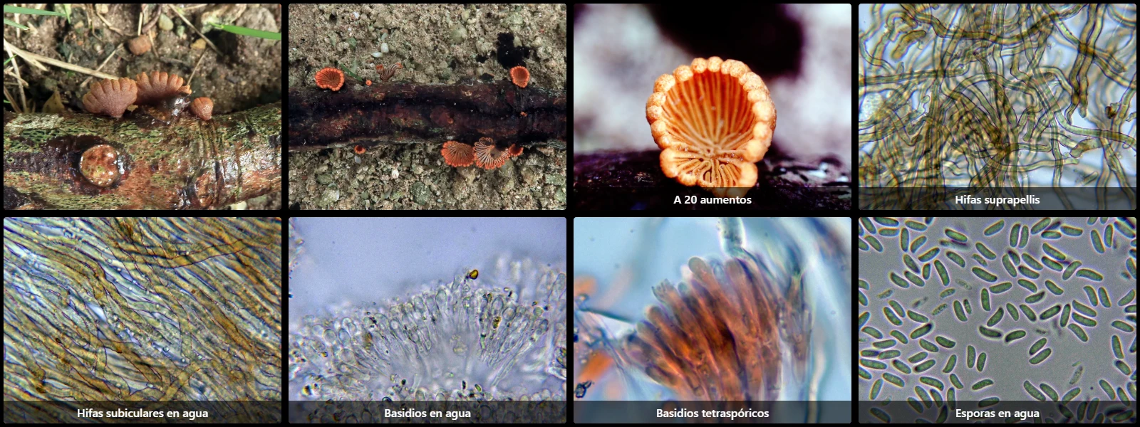 Microscopía de Schizophyllum leprieurii