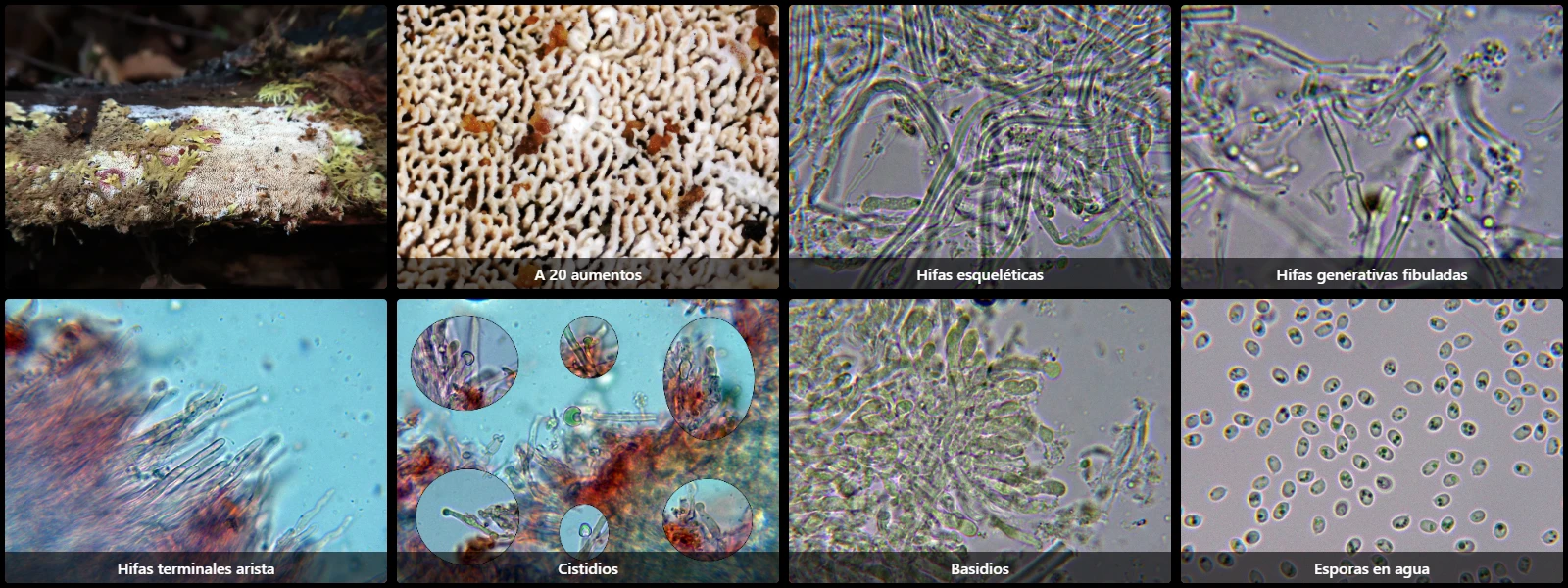 Microscopía de Schizopora paradoxa