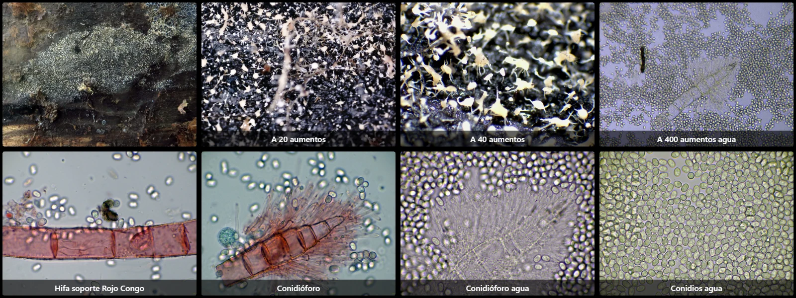 Scopularia clerciana