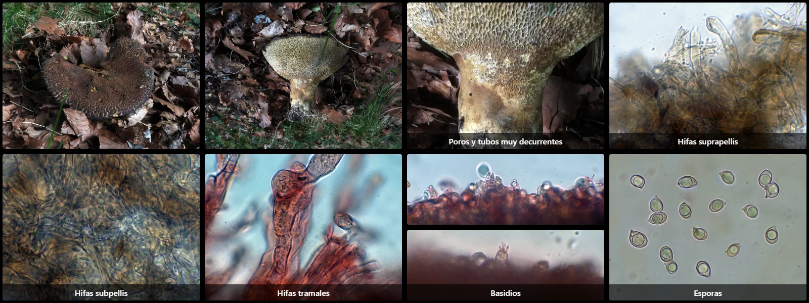 Microscopía de Scutiger pes-caprae