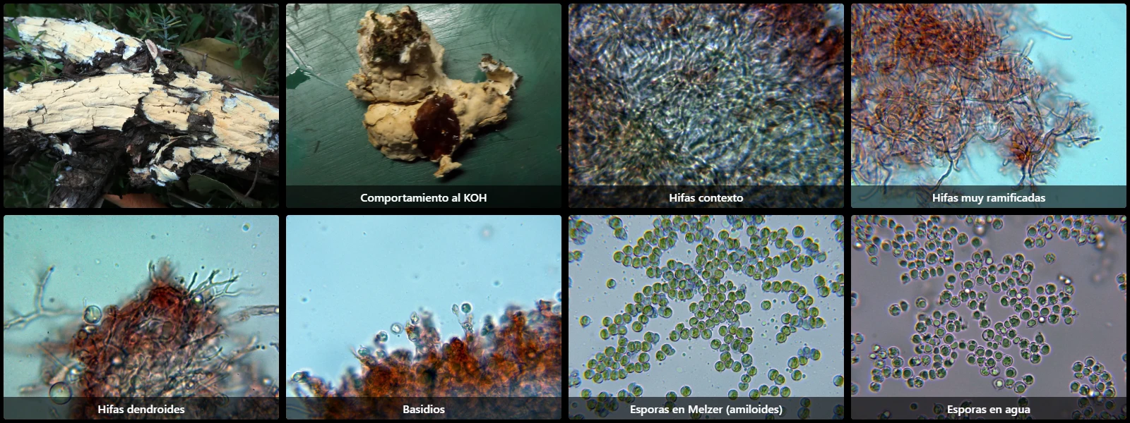 Microscopía de Scytinostroma hemidichophyticum