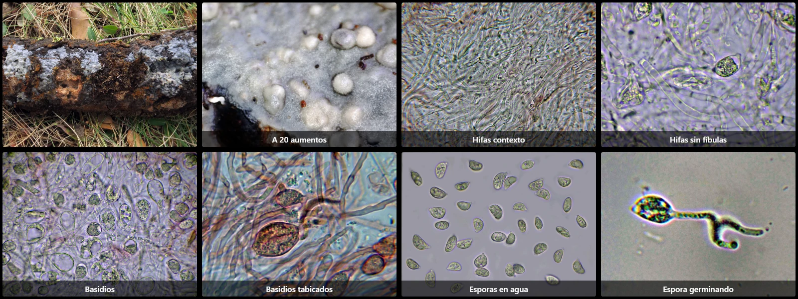 Microscopía de Sebacina epigaea
