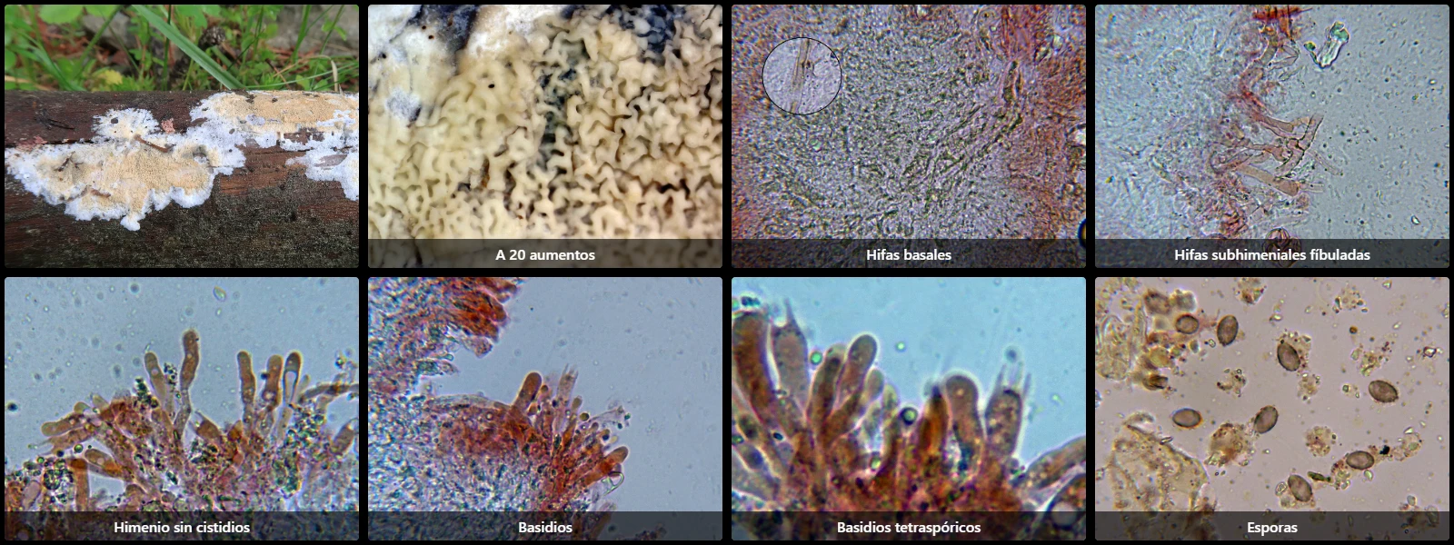 Microscopía de Serpula himantioides