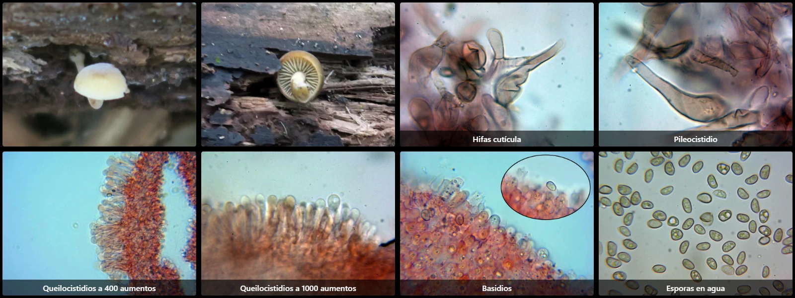 Microscopía de Simocybe centunculus