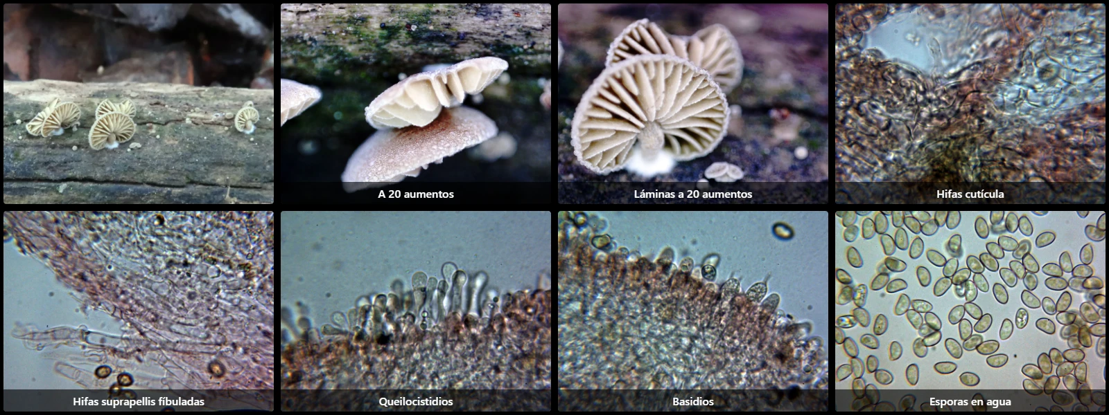 Microscopía de Simocybe haustellaris