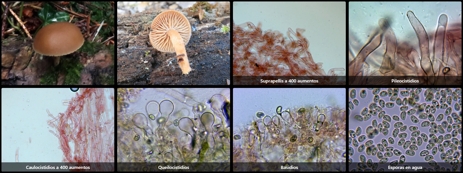 Microscopía de Simocybe sumptuosa