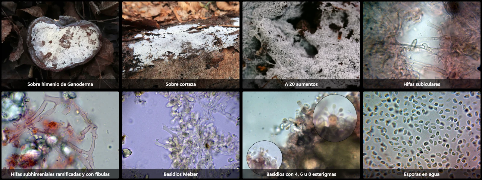 Microscopía de Sistotrema brinkmannii