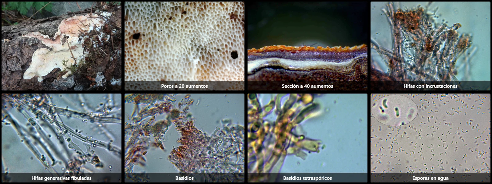 Microscopía de Skeletocutis albocremea