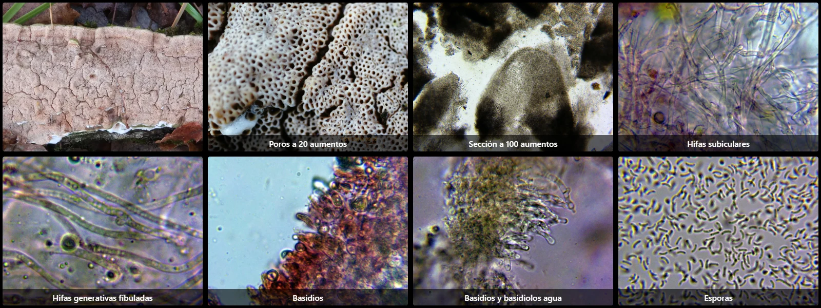 Microscopía de Skeletocutis amorpha