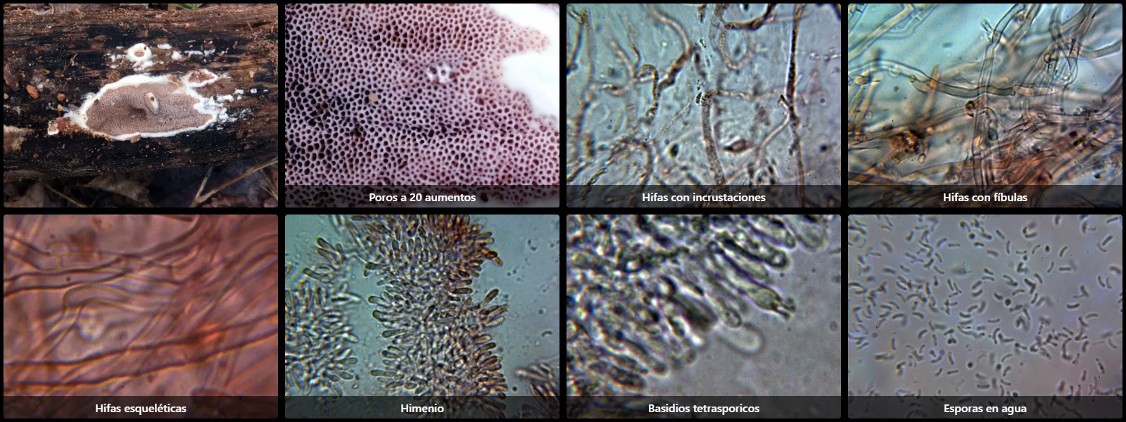 Microscopía de Skeletocutis lilacina