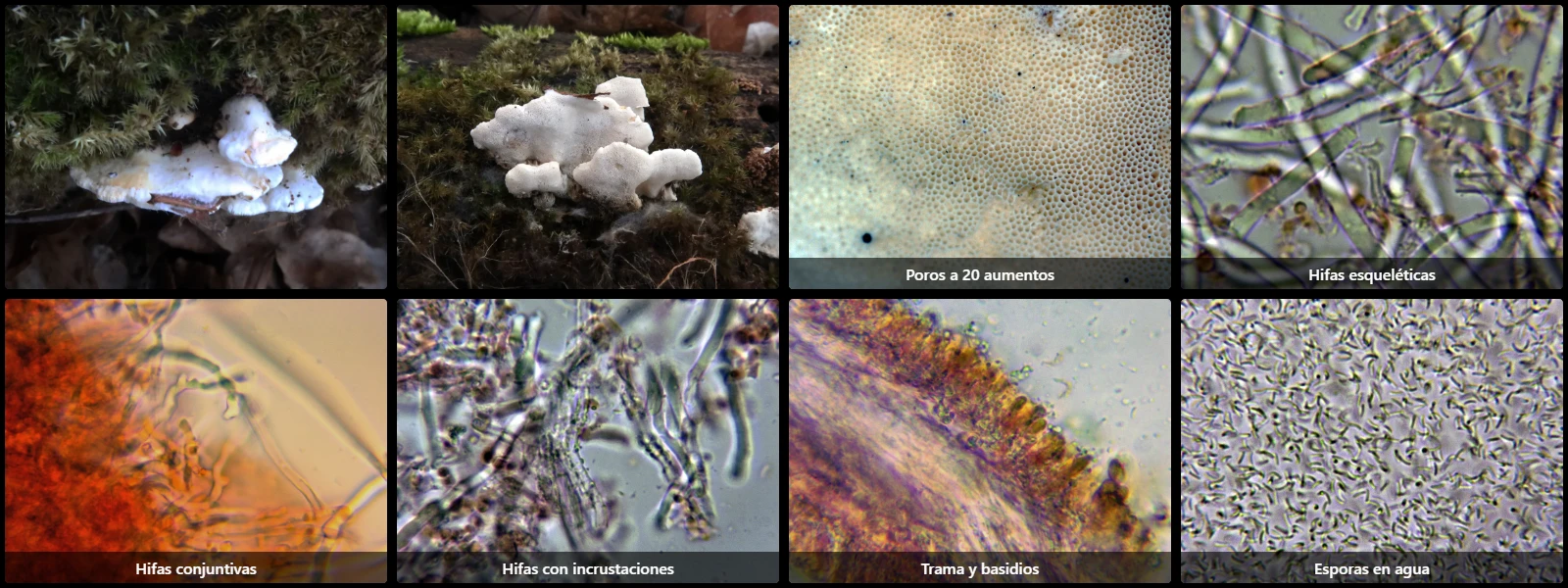 Microscopía de Skeletocutis nivea
