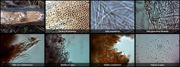 Microscopía de Skeletocutis percandida