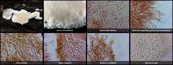 Microscopía de Skeletocutis stellae
