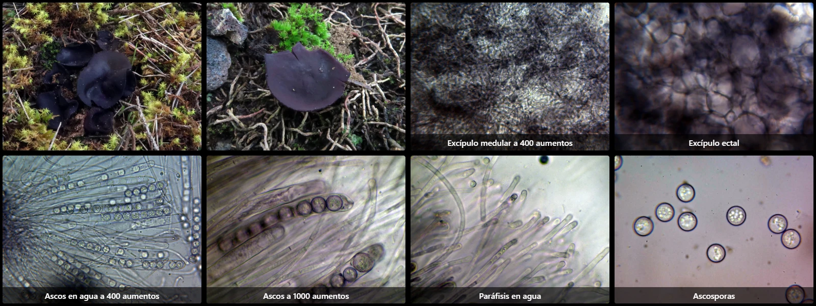 Microscopía de Smardaea planchonis