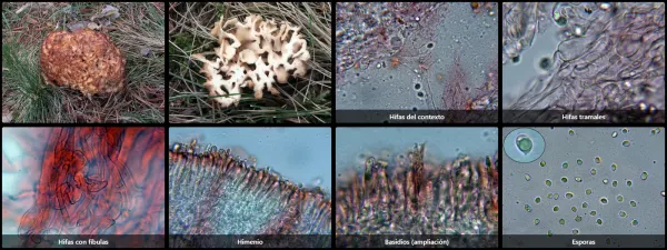 Microscopía de Sparassis crispa