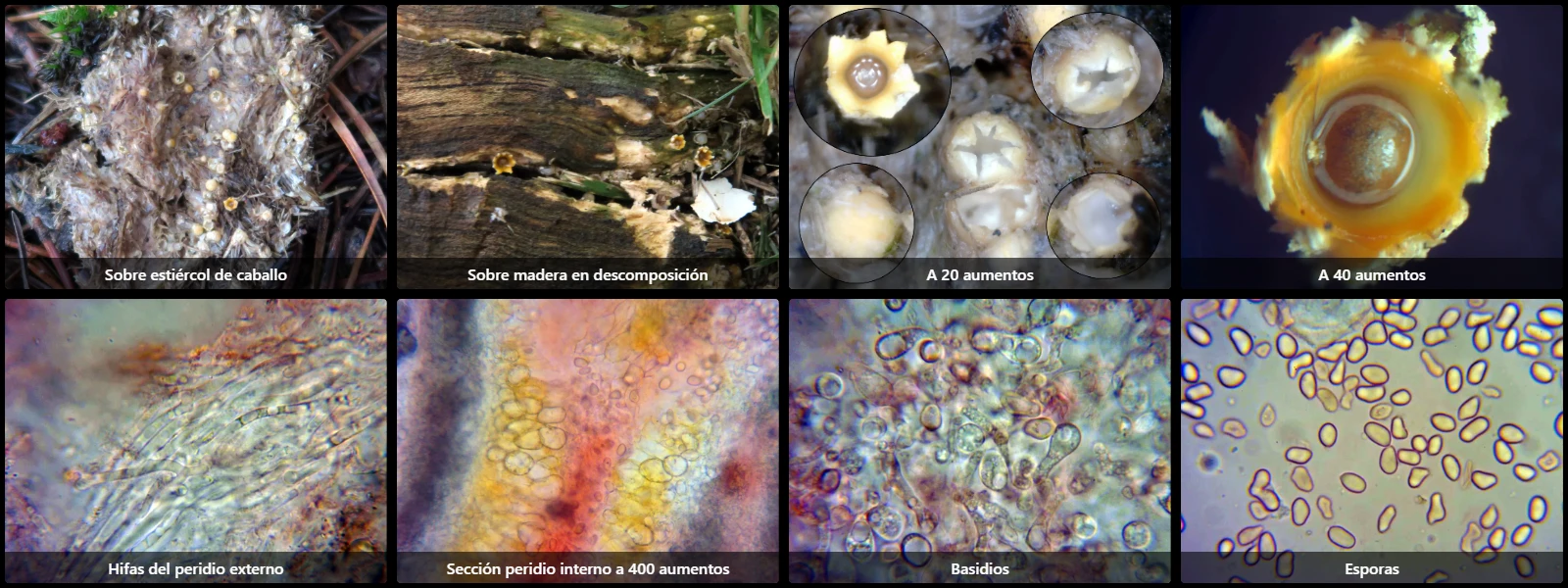 Microscopía de Sphaerobolus stellatus