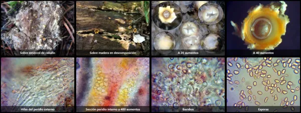 Microscopía de Sphaerobolus stellatus