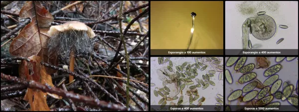 Microscopía de Spinellus fusiger