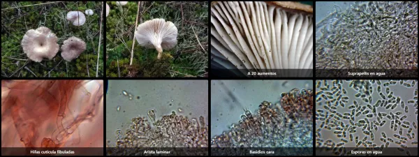 Microscopía de Spodocybe collina
