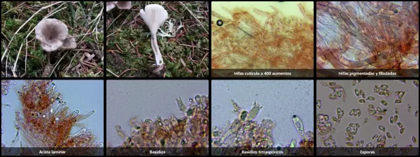 Microscopía de Spodocybe trulliformis
