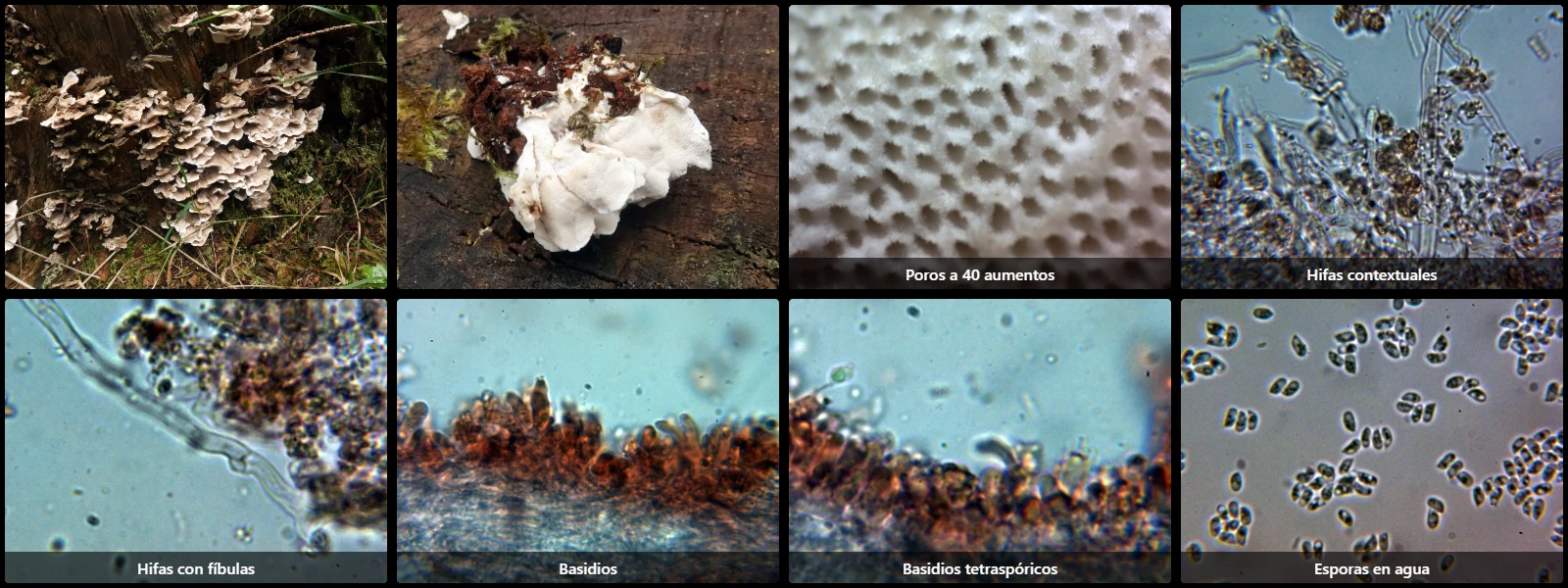 Microscopía de Spongiporus floriformis