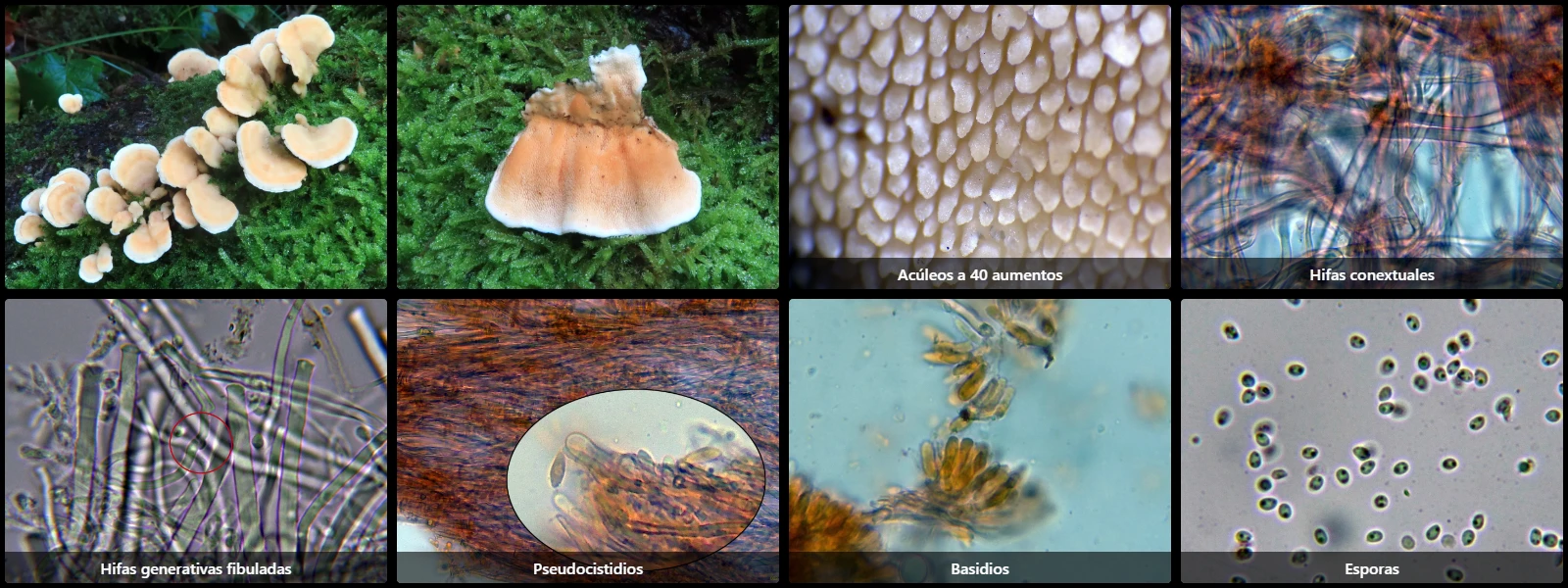 Microscopía de Steccherinum bourdotii