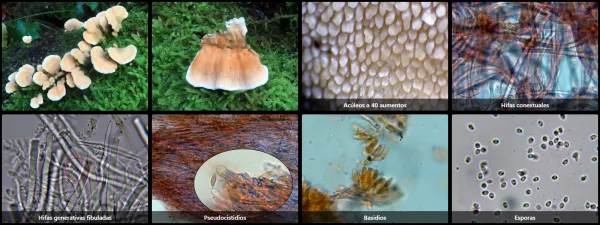 Microscopía de Steccherinum bourdotii